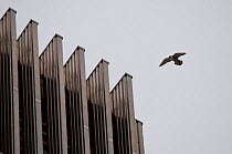 Adult Peregrine falcon (Falco peregrinus) flying near a tower block, London, England, UK, May