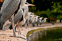 Flock of Grey herons (Ardea cinerea) standing in a line on the edge of a pond, Regent's Park, London, England, UK, May.  Did you know? According to new research, over 91% of people believe that public...