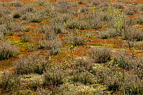 Heather (Calluna vulgaris), mosses, lichens and birch (Betula)  saplings, Thursley Heath National Nature Reserve, Surrey, England, UK, April