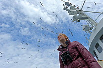 Young woman with binoculars round her neck watching a flock of Northern gannets (Morus bassanus) around the Island of Boreray, St. Kilda archipelago, Outer Hebrides, Scotland, UK, June 2011. Gannets p...