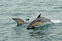 Common dolphins (Delphinus delphis) breaching, near South Uist, Outer Hebrides, Scotland, UK, June. Did you know? Common dolphins travel in large social groups and are very acrobatic, often seen breac...