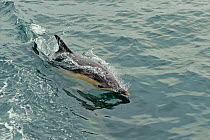 Common dolphin (Delphinus delphis) at surface, near South Uist, Outer Hebrides, Scotland, UK, June