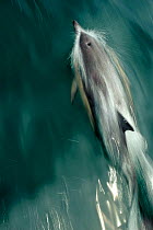 Common dolphin (Delphinus delphis) bow-riding, near South Uist, Outer Hebrides, Scotland, UK, June