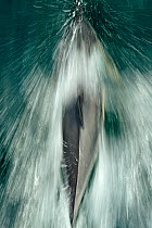 Common dolphin (Delphinus delphis) bow-riding, near South Uist, Outer Hebrides, Scotland, UK, June