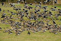 Flock of Pink-footed Geese (Anser brachyrhynchus) landing on grazing marshes, Holkham NNR, Norfolk, England, UK, January