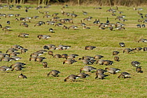 Flock of Pink-footed Geese (Anser brachyrhynchus) feeding on grazing marshes, Holkham NNR, Norfolk, England, UK, January
