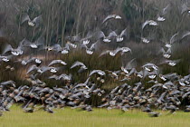 Flock of Pink-footed Geese (Anser brachyrhynchus) landing on grazing marshes, Holkham NNR, Norfolk, England, UK, January