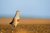 Grey Partridge (Perdix perdix) with head stretched upwards in an alert posture, on a bare field, Norfolk, England, UK, April