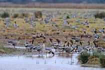 Flock of Pink-footed Geese (Anser brachyrhynchus) feeding on grazing marshes and drinking from a freshwater scrape, Holkham NNR, Norfolk, England, UK, January