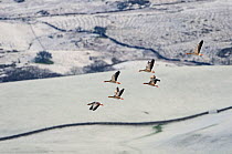 Small flock of Greylag geese (Anser anser) flying over snow covered fields, Ken-Dee Marshes RSPB reserve, Dumfries and Galloway, Scotland, UK, December