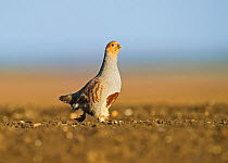 Grey Partridge (Perdix perdix) on a bare field, scraping for food, Norfolk, England, UK, April. 2020VISION Exhibition. 2020VISION Book Plate.