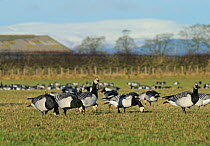 Flock of Barnacle geese (Branta leucopsis) feeding on grazing marshes, Caerlaverock WWT, Dumfries and Galloway, Scotland, UK, December