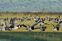 Large flock of Barnacle geese (Branta leucopsis) taking off from grazing marshes, Caerlaverock WWT, Dumfries and Galloway, Scotland, UK, December