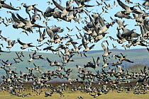 Large flock of Barnacle geese (Branta leucopsis) taking off from grazing marshes, Caerlaverock WWT, Dumfries and Galloway, Scotland, UK, December