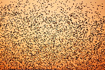 A murmuration of Common starlings (Sturnus vulgaris) flying to roost at sunset, Gretna Green, Dumfries and Galloway, Scotland, UK, December