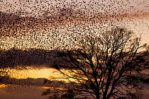 A murmuration of Common starlings (Sturnus vulgaris) flying to roost above a tree silhouetted at sunset, Gretna Green, Dumfries and Galloway, Scotland, UK, December