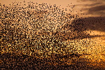 A dense murmuration of Common starlings (Sturnus vulgaris) flying to roost at sunset, Gretna Green, Dumfries and Galloway, Scotland, UK, December