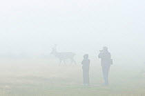 Silhouette of Red deer (Cervus elephus) stag in mist, with man and boy taking photographs, Richmond Park, London, England, UK, October 2011
