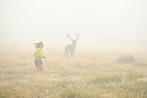 Silhouette of Red deer (Cervus elephus) stag in mist, with woman jogger running past in foreground, Richmond Park, London, England, UK, October 2011