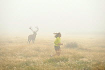 Silhouette of Red deer (Cervus elephus) stag in mist, with woman jogger running past in foreground, Richmond Park, London, England, UK, October 2011
