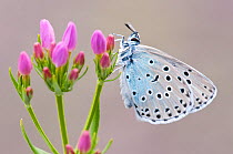 Large blue butterfly (Maculinea arion) on a Common Centaury (Centaurium erythraea) flower, Collard Hill, Somerset, England, UK, June 2011. Did you know? The large blue's life cycle is dependent on the...