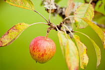 Apples (Malus domestica) growing in traditional orchard at Cotehele National Trust property, Cornwall, England, UK, August 2011