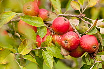 Apples (Malus domestica) growing in traditional orchard at Cotehele National Trust property, Cornwall, England, UK, August 2011