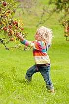 Young girl picking apples (Malus domestica) growing in traditional orchard at Cotehele National Trust property, Cornwall, England, UK, August 2011. Model released.