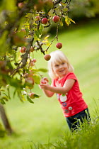 Young girl picking apples (Malus domestica) growing in traditional orchard, Cotehele National Trust property, Cornwall, England, UK, August 2011. Model released.