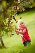 Young girl picking apples (Malus domestica) growing in a traditional orchard, Cotehele National Trust property, Cornwall, England, UK, August 2011. Model released.