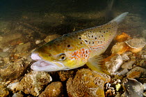 Female Atlantic salmon (Salmo salar) showing breeding colours in the River Itchen, where she has recently spawned after capture and release by the Environment Agency in connection with a breeding prog...