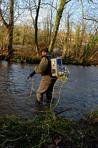 Environment Agency staff Richard Redsull using electrofishing equipment to catch and then release Atlantic salmon (Salmo salar) in connection with a breeding programme, River Itchen, Hamphire, England...