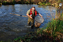 Environment Agency staff David Hunter catching Atlantic salmon (Salmo salar) in connection with a breeding programme, the fish are released soon after catching, River Itchen, Hampshire, England, UK, J...