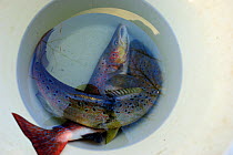Two Atlantic salmon (Salmo salar) in a bucket, caught by Environment Agency staff in connection with a breeding programme and released soon after, River Itchen, Hampshire, England, UK, January 2012