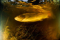 Atlantic salmon (Salmo salar), released immediately after capture by a fisherman because the fish is a mature female ready to spawn, River Tweed, Berwikshire, Scotland, UK, October
