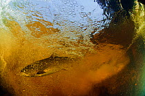 Brown trout (Salmo trutta) in turbulent water at a weir, River Ettick, Selkirkshire, Scotland, UK, October