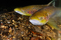 Atlantic salmon (Salmo salar) pair after capture and release for an Environment Agency breeding program, showing breeding colours, River Itchen, Hampshire, England, UK, January
