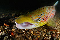 Male Atlantic salmon (Salmo salar) after capture and release for an Environment Agency breeding program, showing breeding colours, River Itchen, Hampshire, England, UK, January. 2020VISION Exhibition....