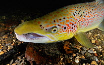 Male Atlantic salmon (Salmo salar) after capture and release for an Environment Agency breeding program, showing breeding colours, River Itchen, Hampshire, England, UK, January