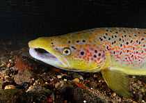 Male Atlantic salmon (Salmo salar) after capture and release for an Environment Agency breeding program, showing breeding colours, River Itchen, Hampshire, England, UK, January