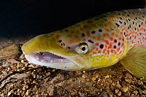 Male Atlantic salmon (Salmo salar) after capture and release for an Environment Agency breeding program, showing breeding colours, River Itchen, Hampshire, England, UK, January. Did you know? Salmon n...