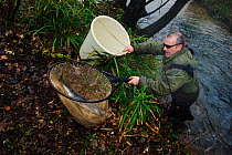 Environment Agency staff David Hunter catching Atlantic salmon (Salmo salar) for participation in a breeding programme, the fish was released soon after catching, River ITchen, Hampshire, England, UK,...