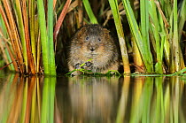 Water vole (Arvicola amphibius / Arvicola terrestris) feeding amongst vegetation, Kent, England, UK, February. 2020VISION Exhibition. 2020VISION Book Plate. Did you know? The character 'Ratty' from Ke...