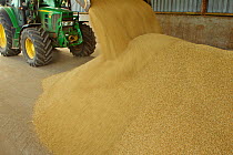 Harvested Barley (Hordeum vulgare) grain being unloaded into a storage barn, Scotland, UK, September