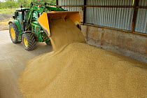 Harvested Barley (Hordeum vulgare) grain being unloaded into a storage barn, Scotland, UK, September