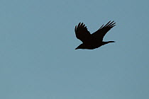 Adult Rook (Corvus frugilegus) silhoutted in flight, Scotland, UK, November