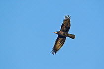 Adult Rook (Corvus frugilegus) in flight, Scotland, UK, November