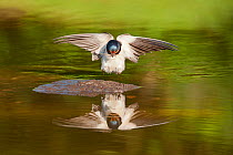 Barn swallow (Hirundo rustica) alighting at pond, collecting material for nest building, Scotland, UK, June