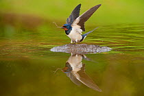 Barn swallow (Hirundo rustica) alighting at pond, collecting material for nest building, Scotland, UK, June. Did you know? Swallows prefer outbuildings with dark ledges and corners for nesting, and ne...