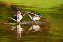 Two Barn swallows (Hirundo rustica) alighting at pond, collecting material for nest building, Scotland, UK, June
